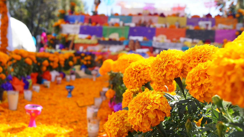 Flores_de_cempasúchil_en_la_tradición_mexicana