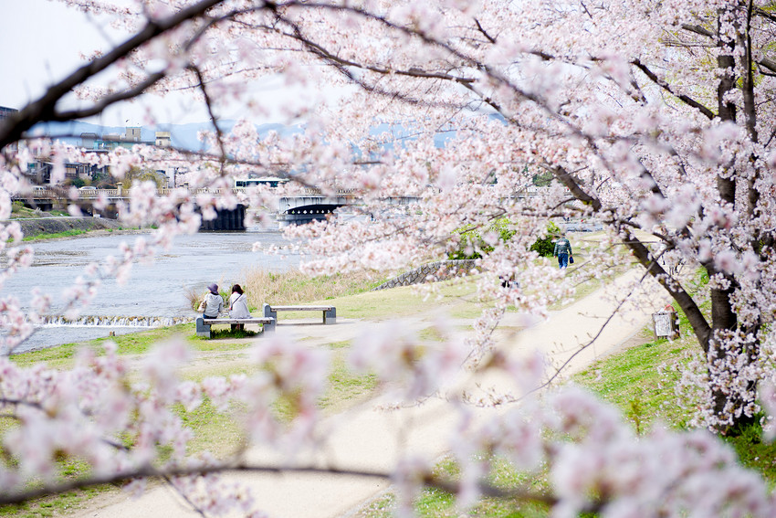 春季樱花秘境19京都五大美景 笔记 Ap艺术星球